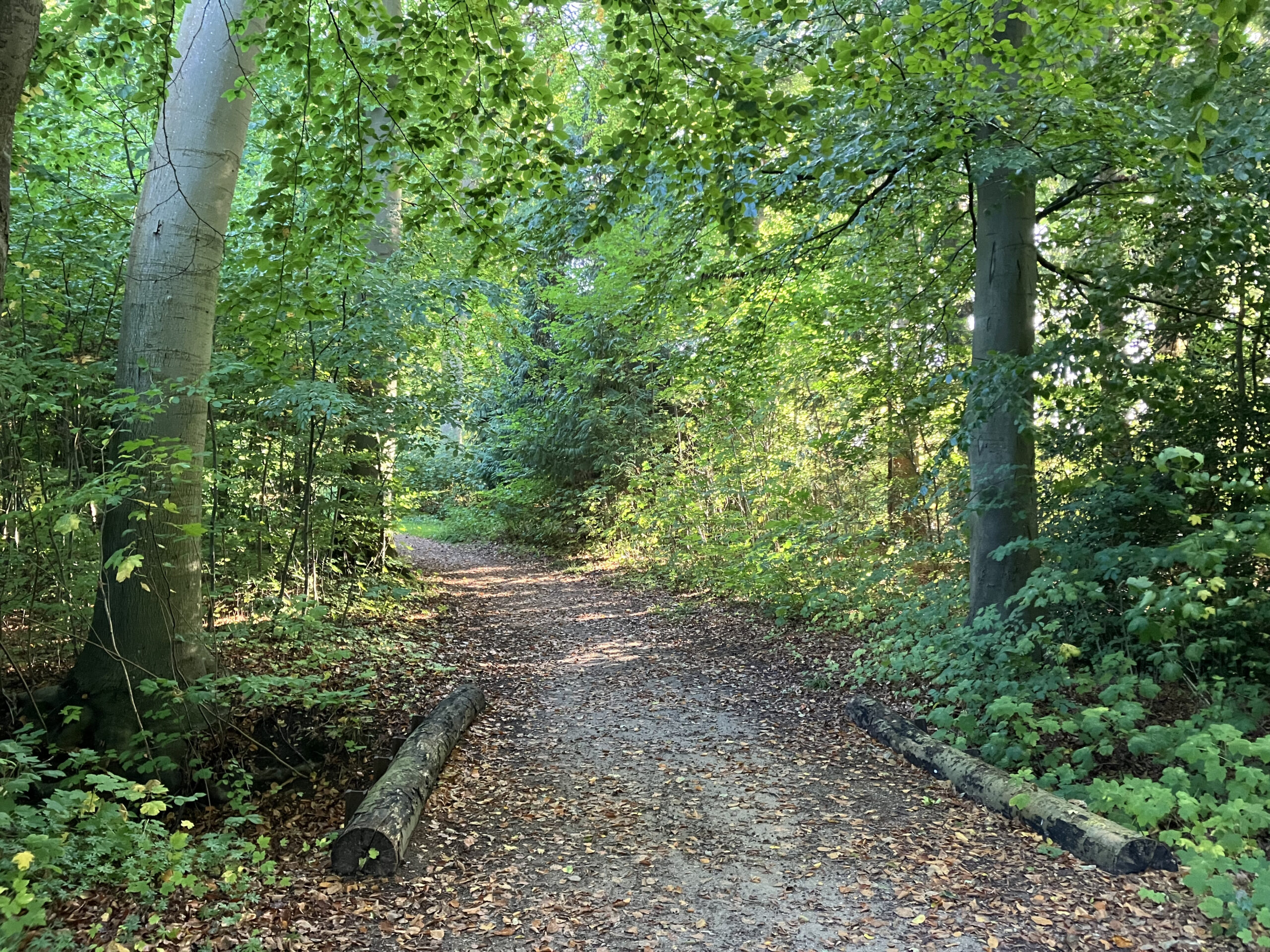 Skovsti tidligt efterår