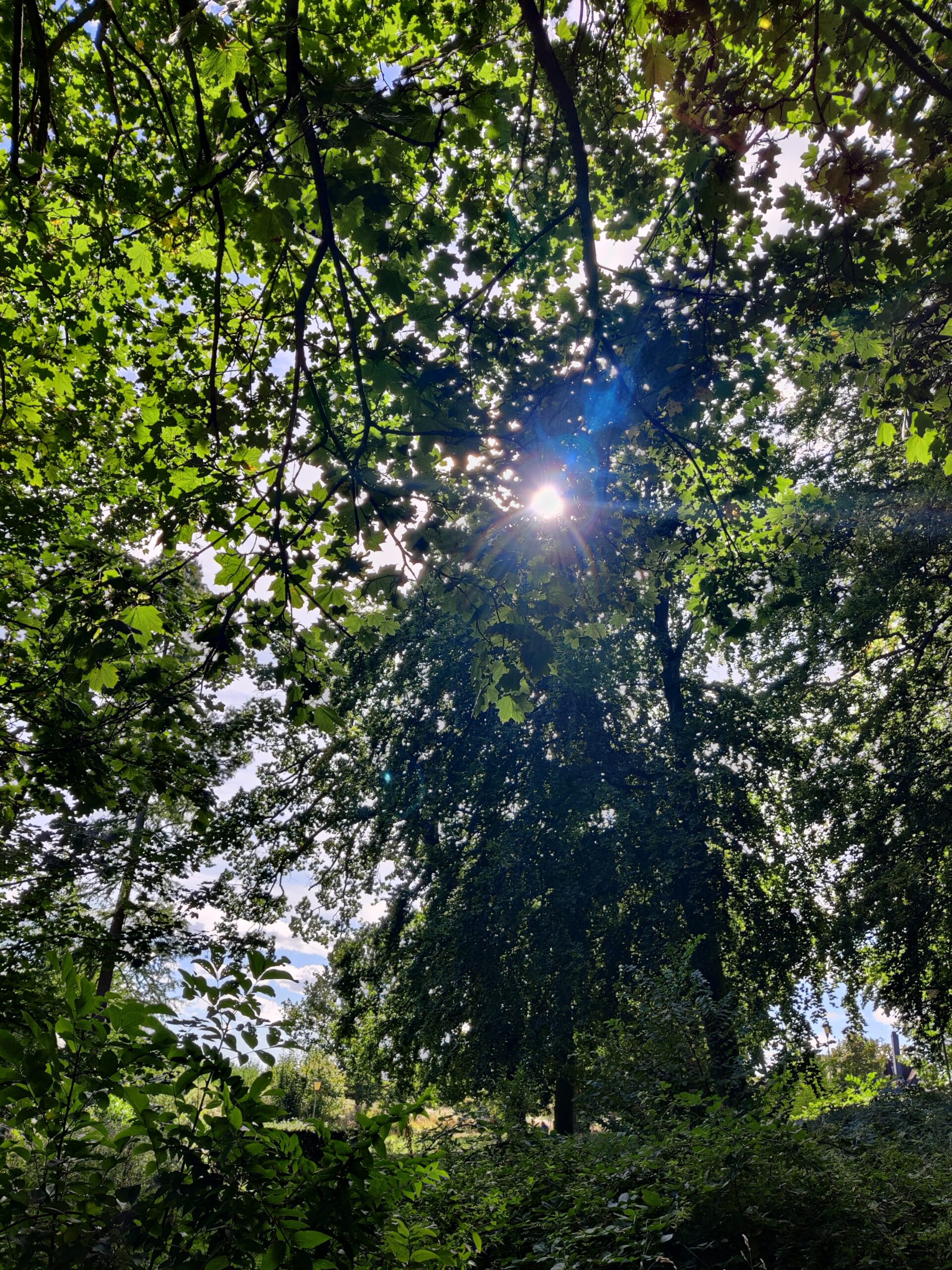 Grøn skov med sol der skinner igennem bladene