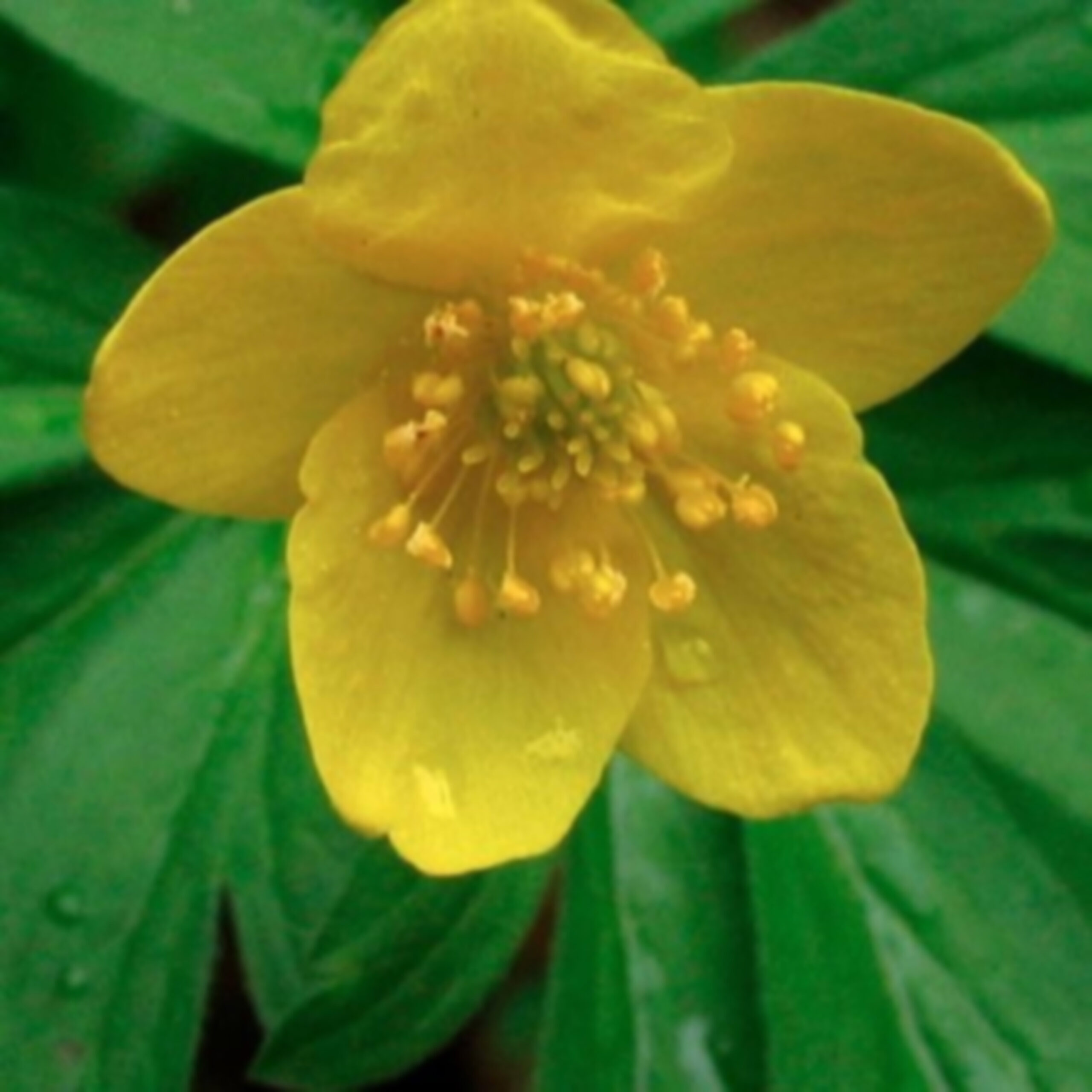 Smørblomsten cover